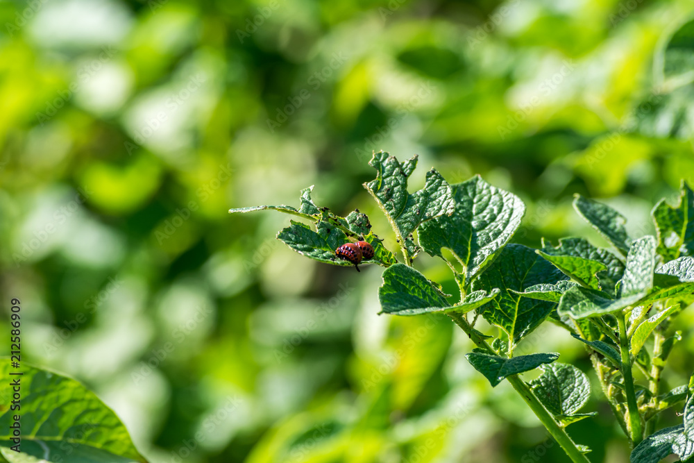 The larvae of Colorado beetle on potato leaves. The larvae of Colorado beetle on potato leaves.
