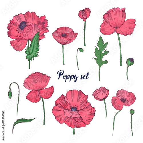 Collection of elegant detailed botanical drawings of wild blooming pink poppy flowers, seed heads, leaves and buds isolated on white background. Colorful hand drawn realistic vector illustration.