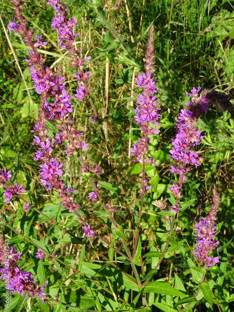 Blutweiderich Blutweiderich