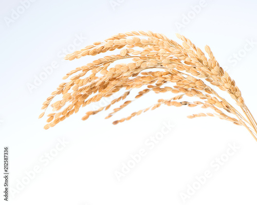 unmilled rice isolated on white background
