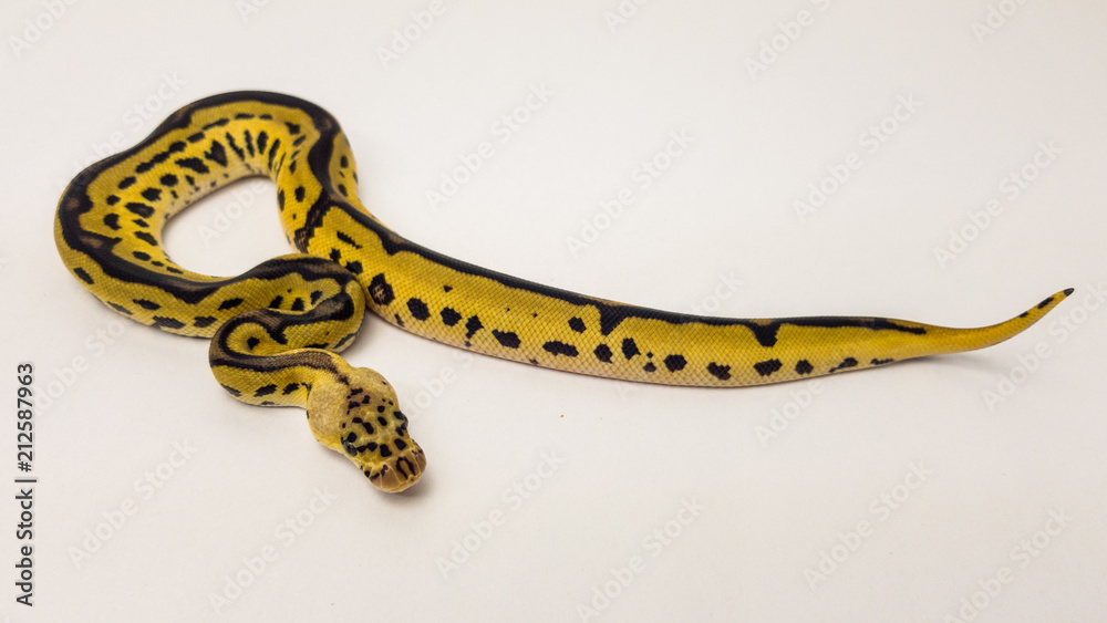 pastel yellow belly ball python