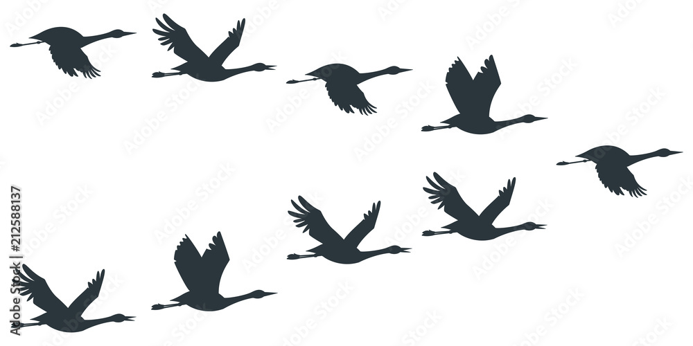 Flock of cranes or stork black silhouette in flying. Vector flat illustration of bird migration isolated on white background.