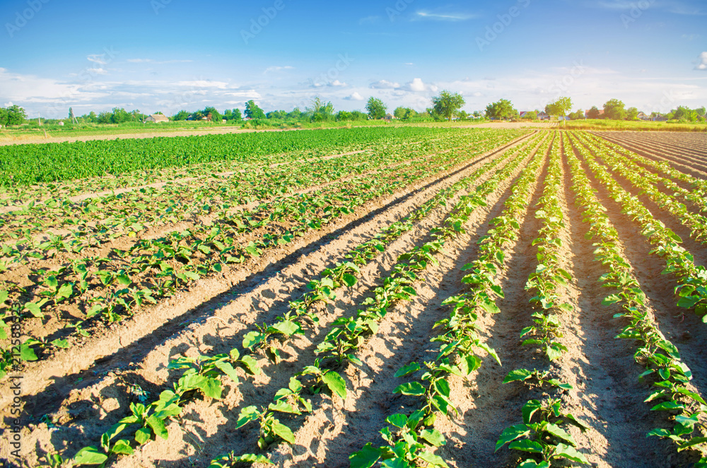 young eggplants grow in the field. vegetable rows. Agriculture. farmlands. Landscape with agricultural land young eggplants grow in the field. vegetable rows. Agriculture. farmlands. Landscape with agricultural land