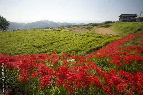 葛城古道彼岸花咲く頃