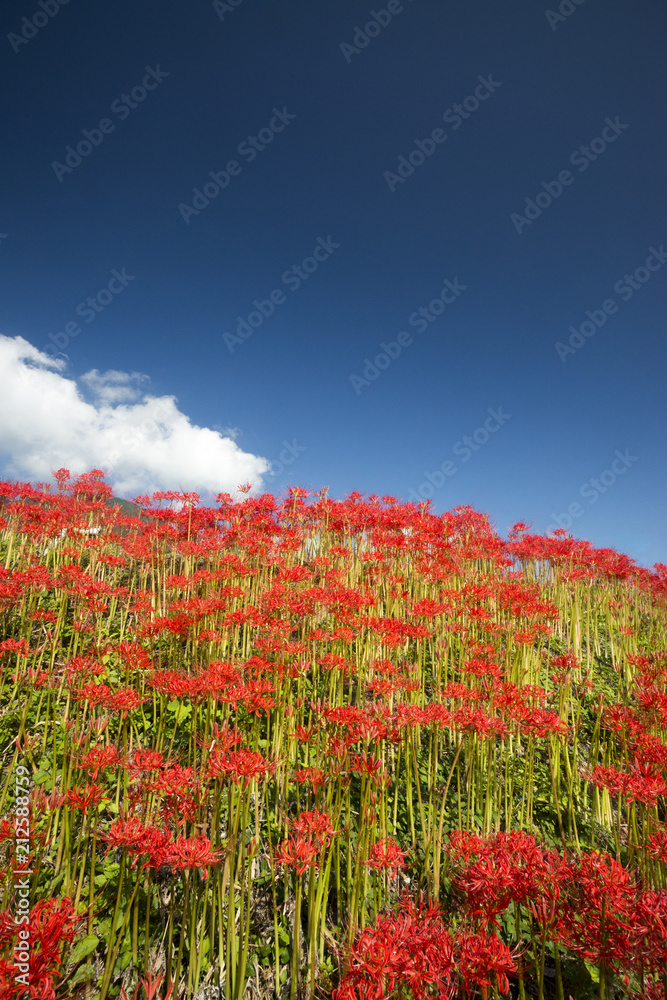 葛城古道彼岸花咲く頃