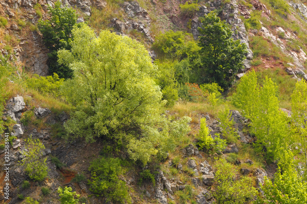 Trees and bushes on a rocky slope Trees and bushes on a rocky slope