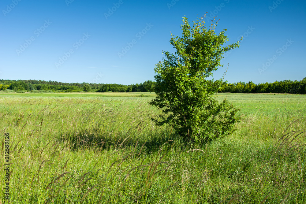Fototapeta premium Single tree on a green meadow and blue sky