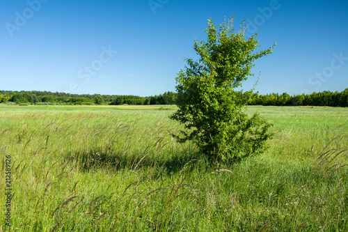 Single tree on a green meadow and blue sky