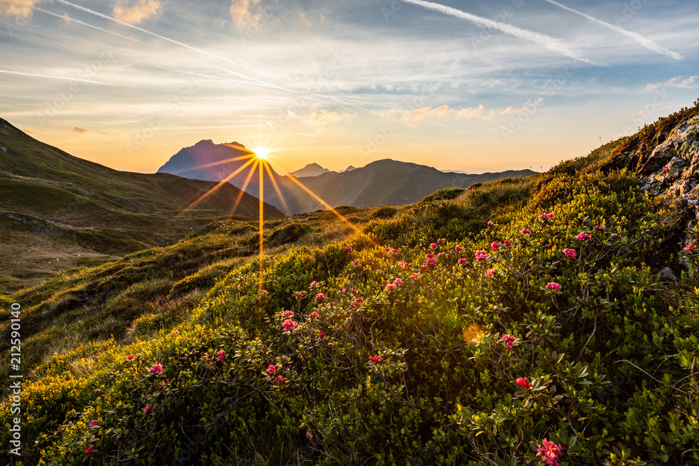 Fototapeta premium Panorama mit Almrosen am Berg beim Sonnenaufgang