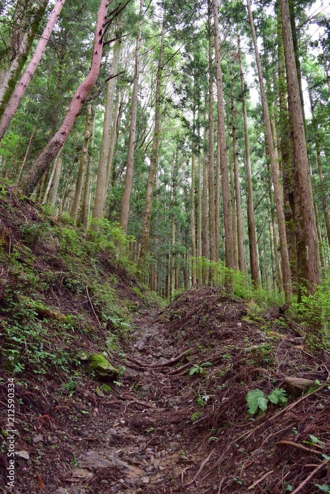 林道 林道