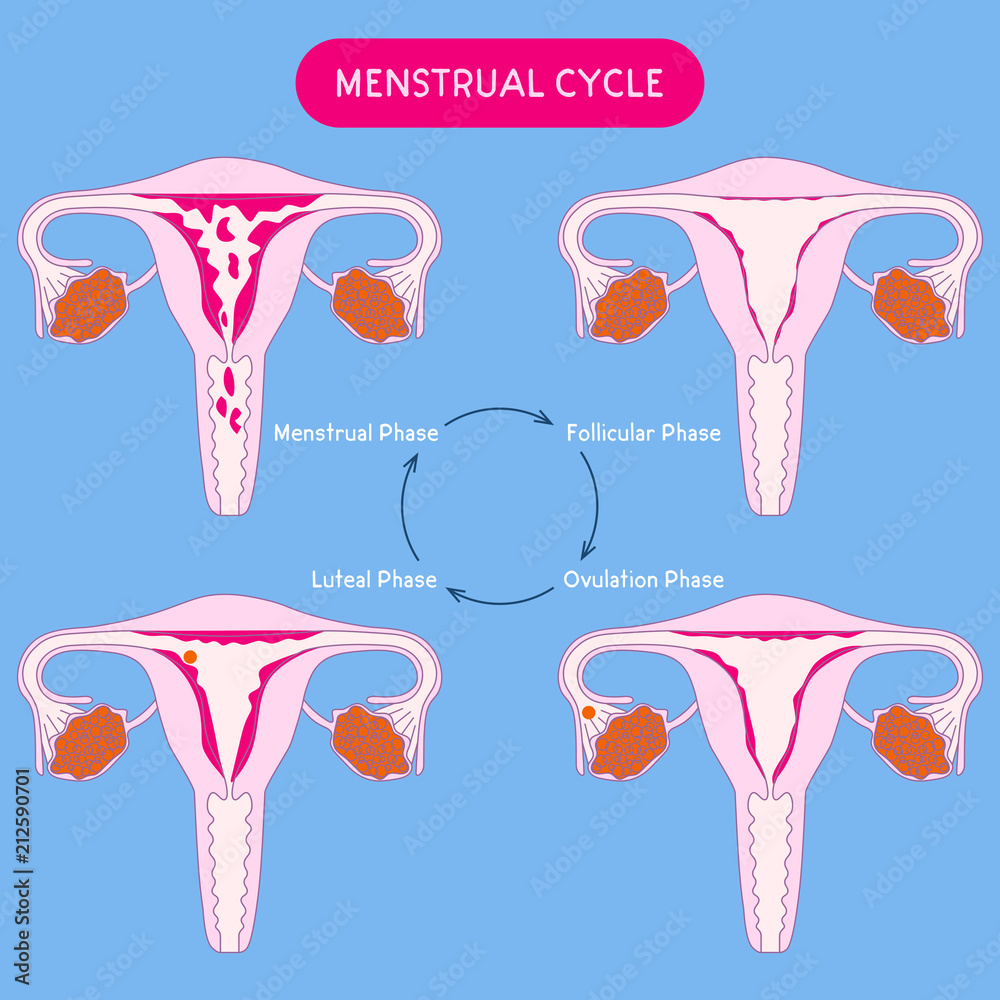 menstrual Menstrual cycle. Woman critical days. Uterus, menstruation vector  illustration. Female reproductive system. Health care. Medical flat  illustration Stock ベクター | Adobe Stock