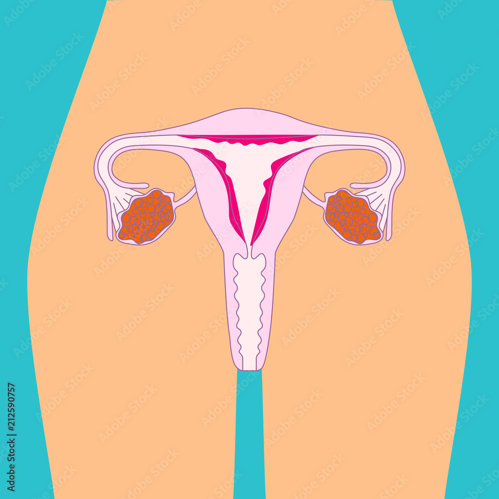 Uterus Illustration Human Internal Organs Vector Illustration Female