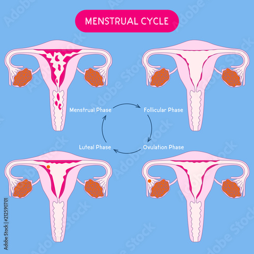 Menstrual cycle. Woman critical days. Uterus, menstruation vector  illustration. Female reproductive system. Health care. Medical flat  illustration Stock Vector | Adobe Stock