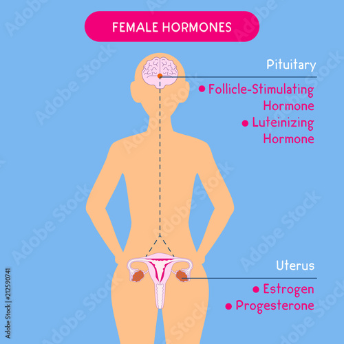 Female hormones. Beautiful medical vector illustration. Scientific, educational and popular-scientific concept. Female endocrine system. Human anatomy. Human silhouette. Hormones