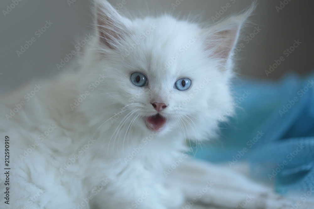 cute fluffy blue eyed cat