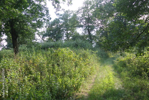 plants tree flowers