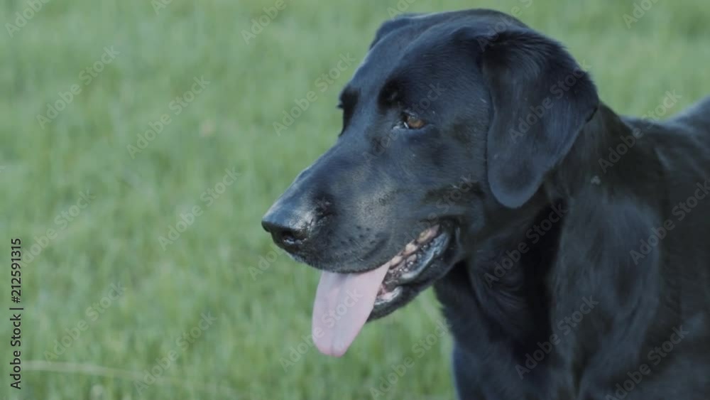 Happy black lab gently pulls back her ears while her tongue hangs out of her mouth. Grass field makes up the background as dog continues panting. Happy black lab gently pulls back her ears while her tongue hangs out of her mouth. Grass field makes up the background as dog continues panting.