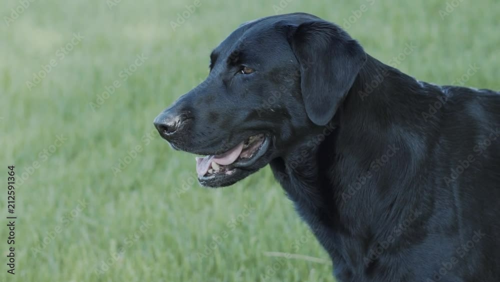 Happy black lab dog slowly sticks tongue out of mouth while scanning her surroundings. Shot in slow-motion in a grass field in full frame. Happy black lab dog slowly sticks tongue out of mouth while scanning her surroundings. Shot in slow-motion in a grass field in full frame.