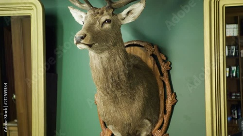 Hunter trophy. Stuffed animal hanging on the wall. Deer's head. 4K