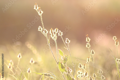 Fototapeta Naklejka Na Ścianę i Meble -  Summer flowers on a meadow in the rays of the golden sun.  Romantic gentle artistic image.