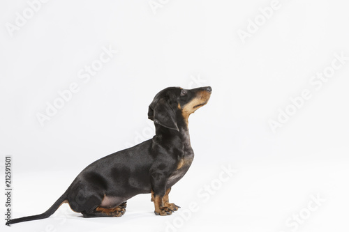 Studio portrait of an expressive Teckel dog against white background