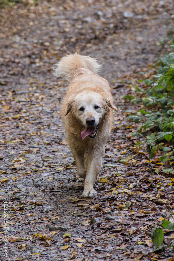 Golden retrievers dog walking in the woods in Belgium Golden retrievers dog walking in the woods in Belgium