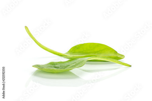 Fresh baby spinach isolated on white background two single leaves. photo