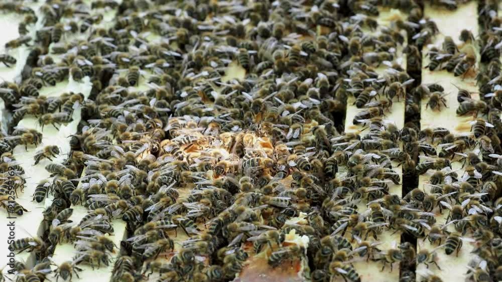 Close up view of the open hive showing the frames populated by honey bees..Bees in honeycomb. Close up view of the open hive showing the frames populated by honey bees..Bees in honeycomb.