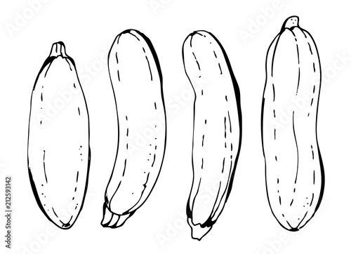Zucchini and marrow vegetables vector illustration isolated on white background