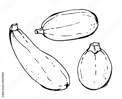 Zucchini and marrow vegetables set vector illustration isolated on white background