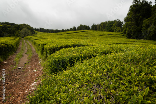 Cha Gorreana, traditional tea plantation, Sao Miguel