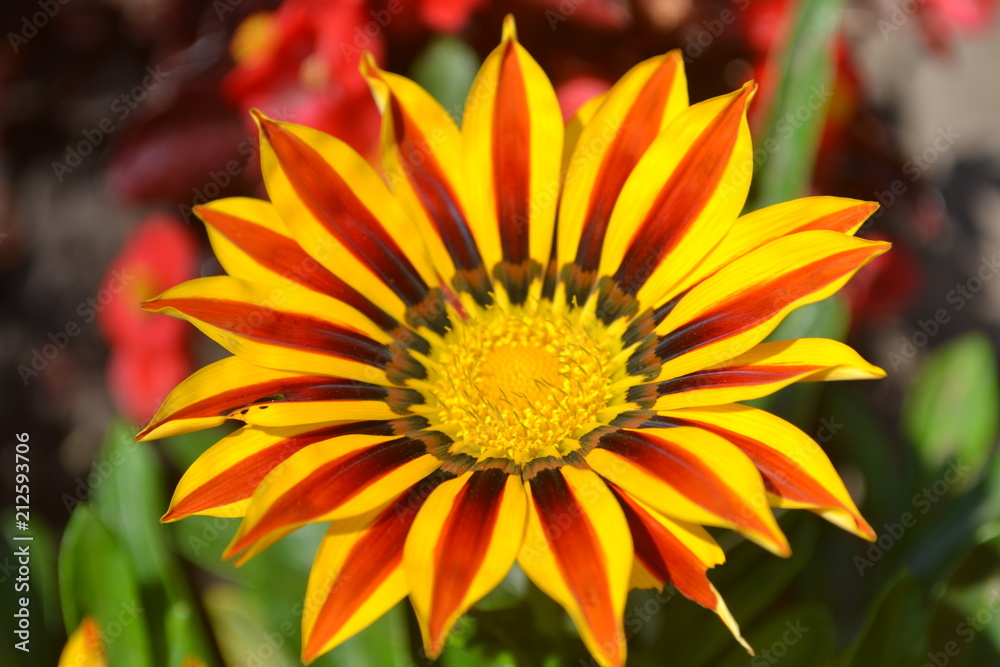 flower, yellow, nature, sunflower, garden, summer, plant, green, orange, flowers, sunflower, daisy, macro, design, textured, illustration, backdrop, abstraction, graphics, blossom, bloom, beautiful, b flower, yellow, nature, sunflower, garden, summer, plant, green, orange, flowers, sunflower, daisy, macro, design, textured, illustration, backdrop, abstraction, graphics, blossom, bloom, beautiful, b