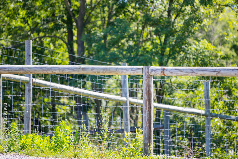 Close-up, view of a barbed-wire fence seen at the boundary of a dairy farm Close-up, view of a barbed-wire fence seen at the boundary of a dairy farm