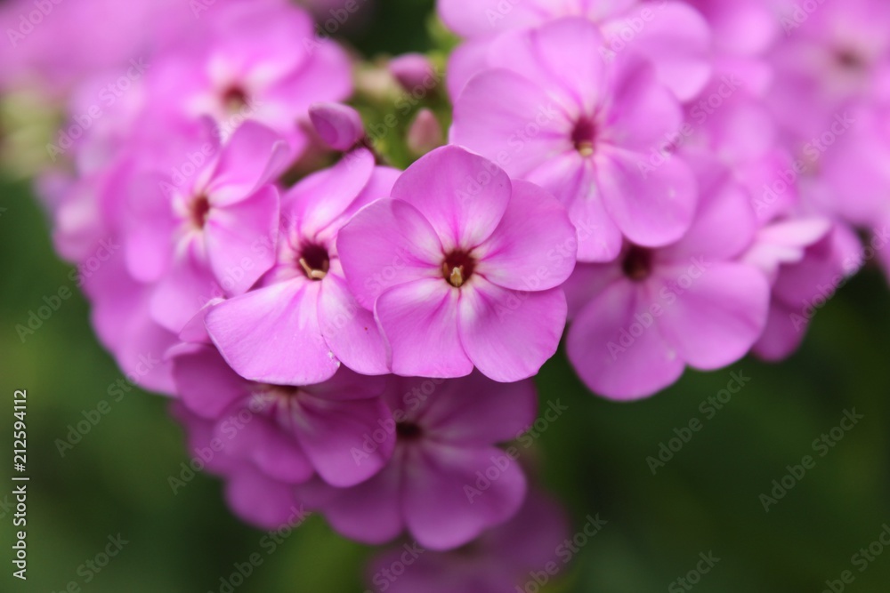 Pink blühender Stauden-Phlox (Phlox paniculata), Flammenblumen in einer Nahaufnahme Pink blühender Stauden-Phlox (Phlox paniculata), Flammenblumen in einer Nahaufnahme