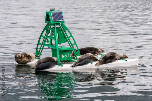 Bild auf Leinwand Seals basking on buoy Firth of Forth