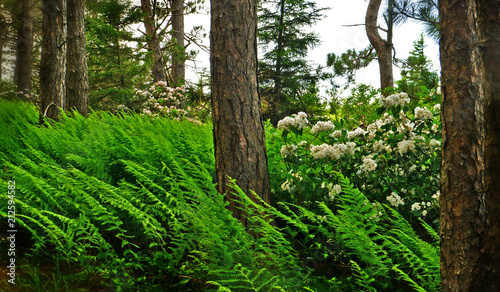 Ferns Blowing in Wind