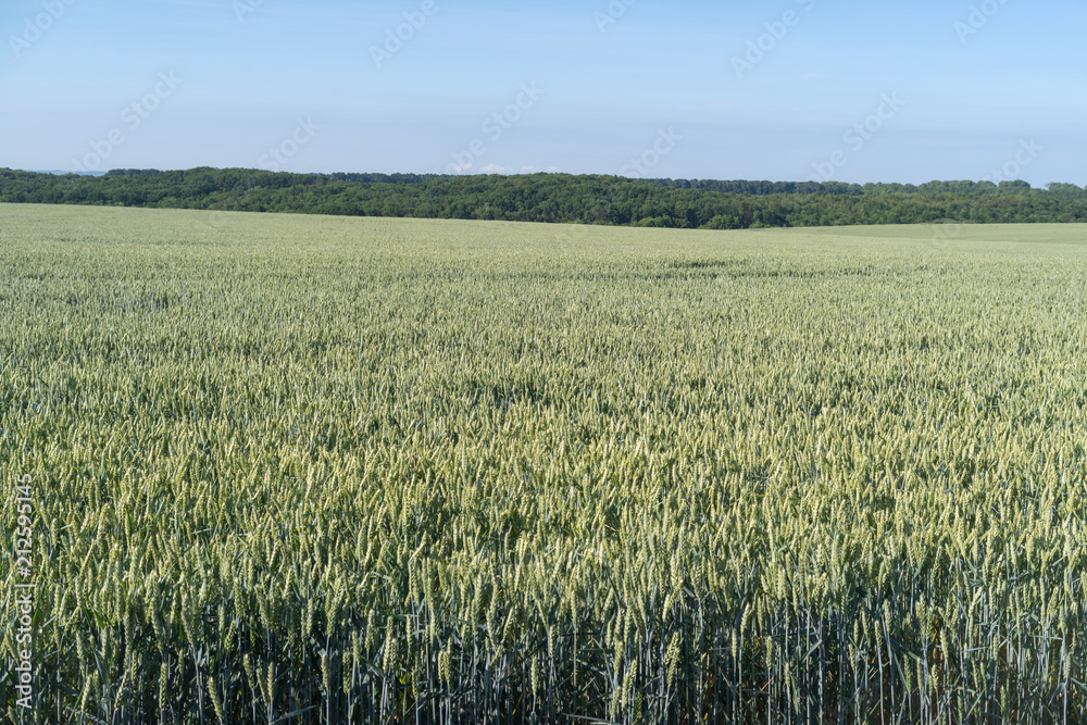 Green wheat a month before harvest Green wheat a month before harvest