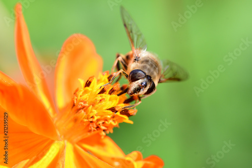 Bee on an orange coreopsis
