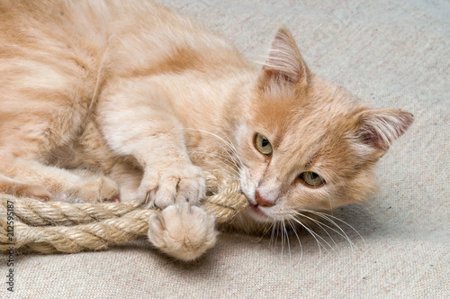 the cat plays with a rope photo
