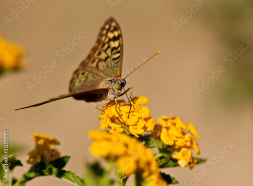 Butterfly in the nature habitat © Dartagnan1980