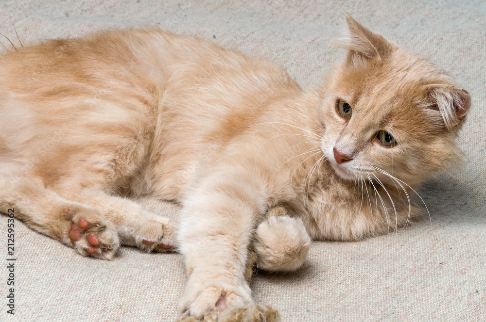 the cat plays with a rope the cat plays with a rope