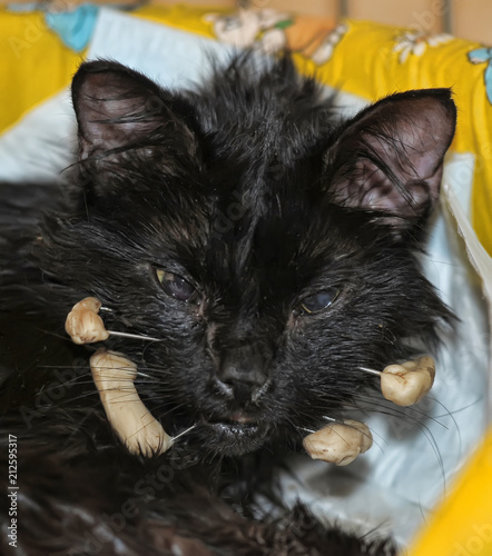 a sick sore cat with medical knitting needles in the face after an operation on the jaw photo