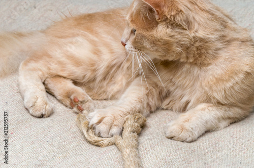 the cat plays with a rope photo