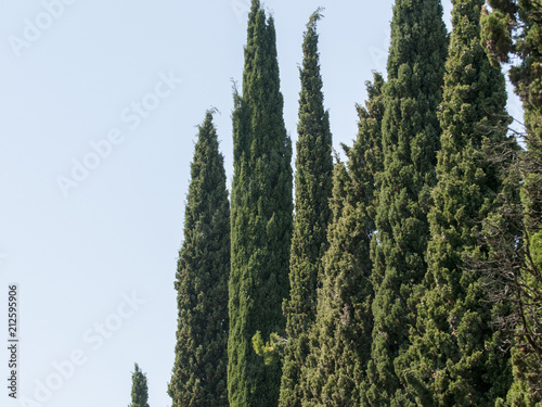 Alley with thuja in an autumn park with sunlight photo