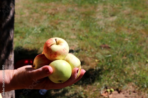 Adult woman hand holding little ripe garden apples against blurry meadow background.