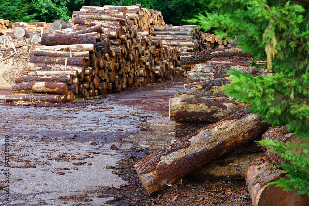 Stacks of wood logs freshly cut Stacks of wood logs freshly cut