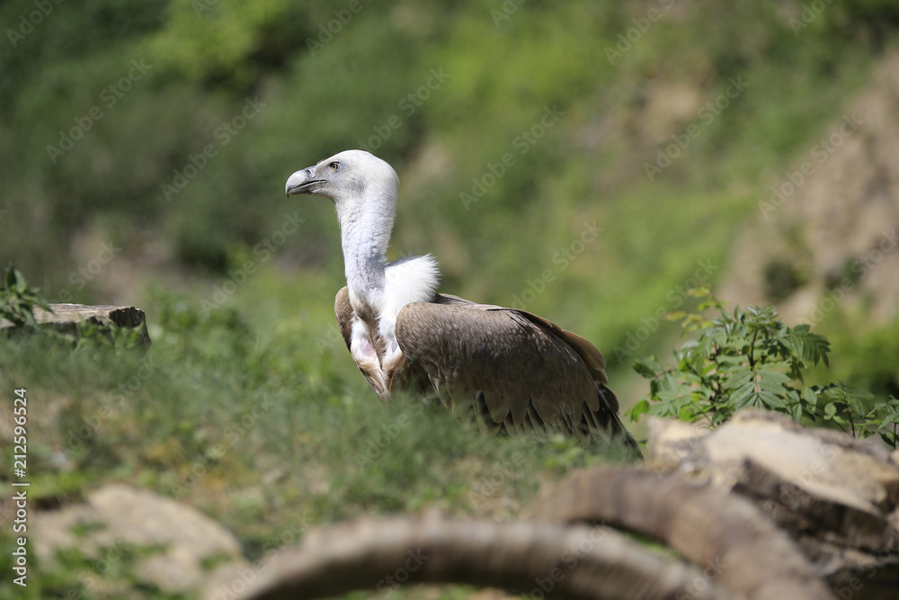 Gänsegeier (Gyps fulvus) Greifvogel am Boden Gänsegeier (Gyps fulvus) Greifvogel am Boden
