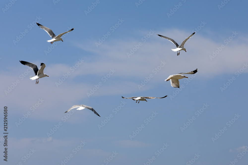 Mittelmeermöwe (Larus michahellis) mehrere Tiere im Flug Mittelmeermöwe (Larus michahellis) mehrere Tiere im Flug