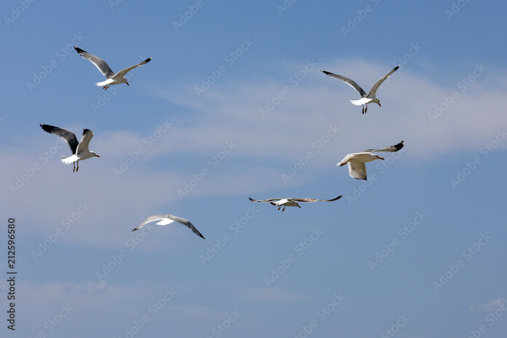 Mittelmeermöwe (Larus michahellis) mehrere Tiere im Flug