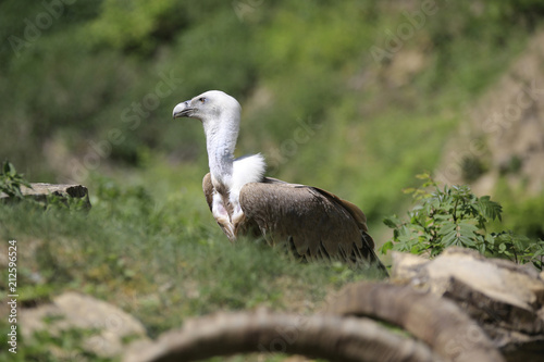 G  nsegeier  Gyps fulvus  Greifvogel am Boden